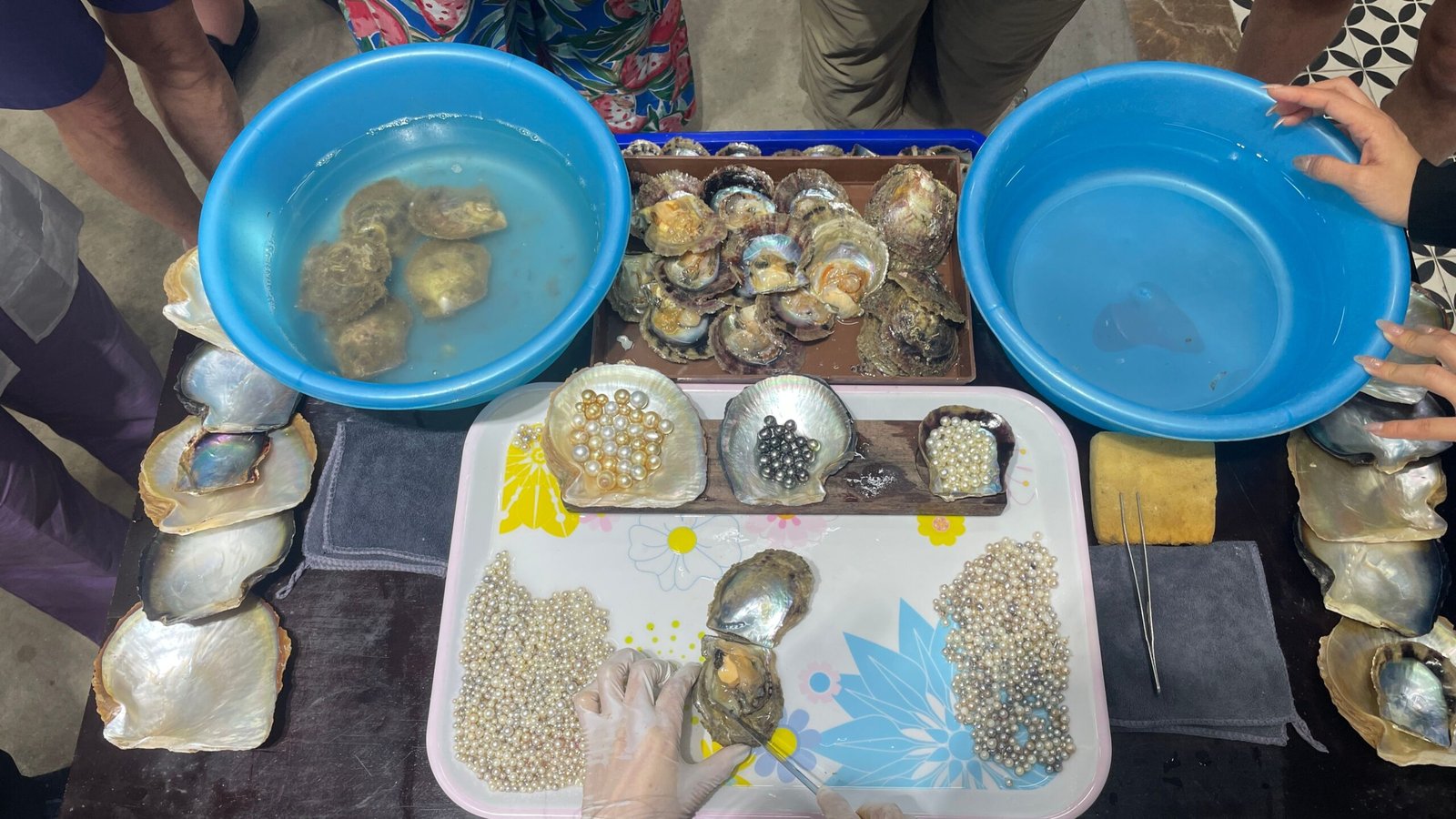 Visit the Cozumel Pearl Farm for a unique eco-tour