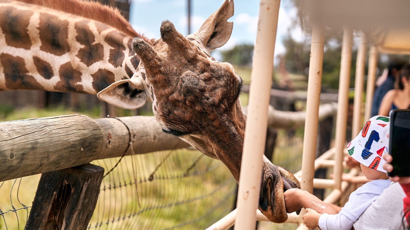 Visit the African Safari Wildlife Park for close encounters with exotic animals.