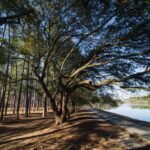 fun things to do in columbia sc
