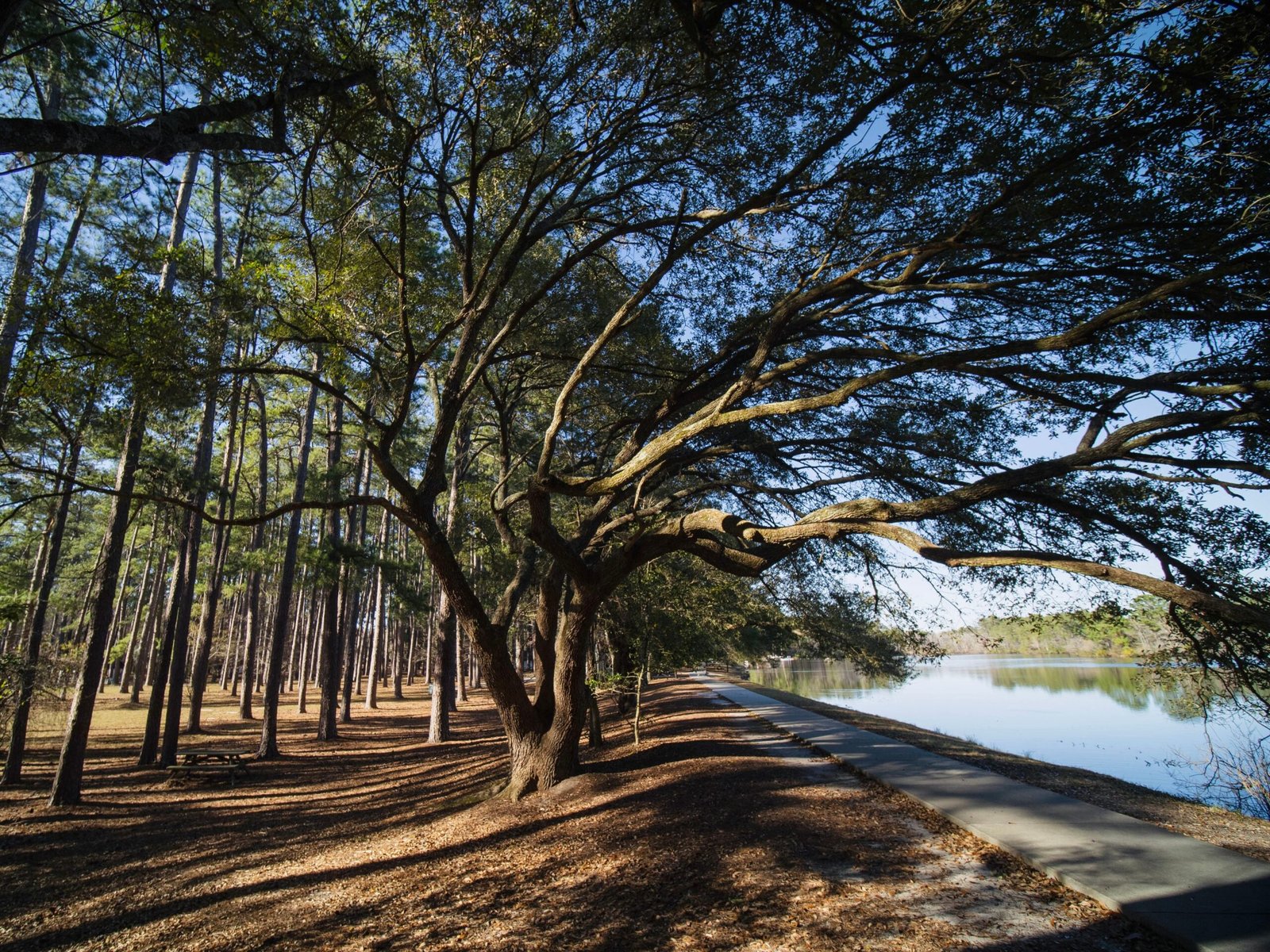 things to do in summerville sc