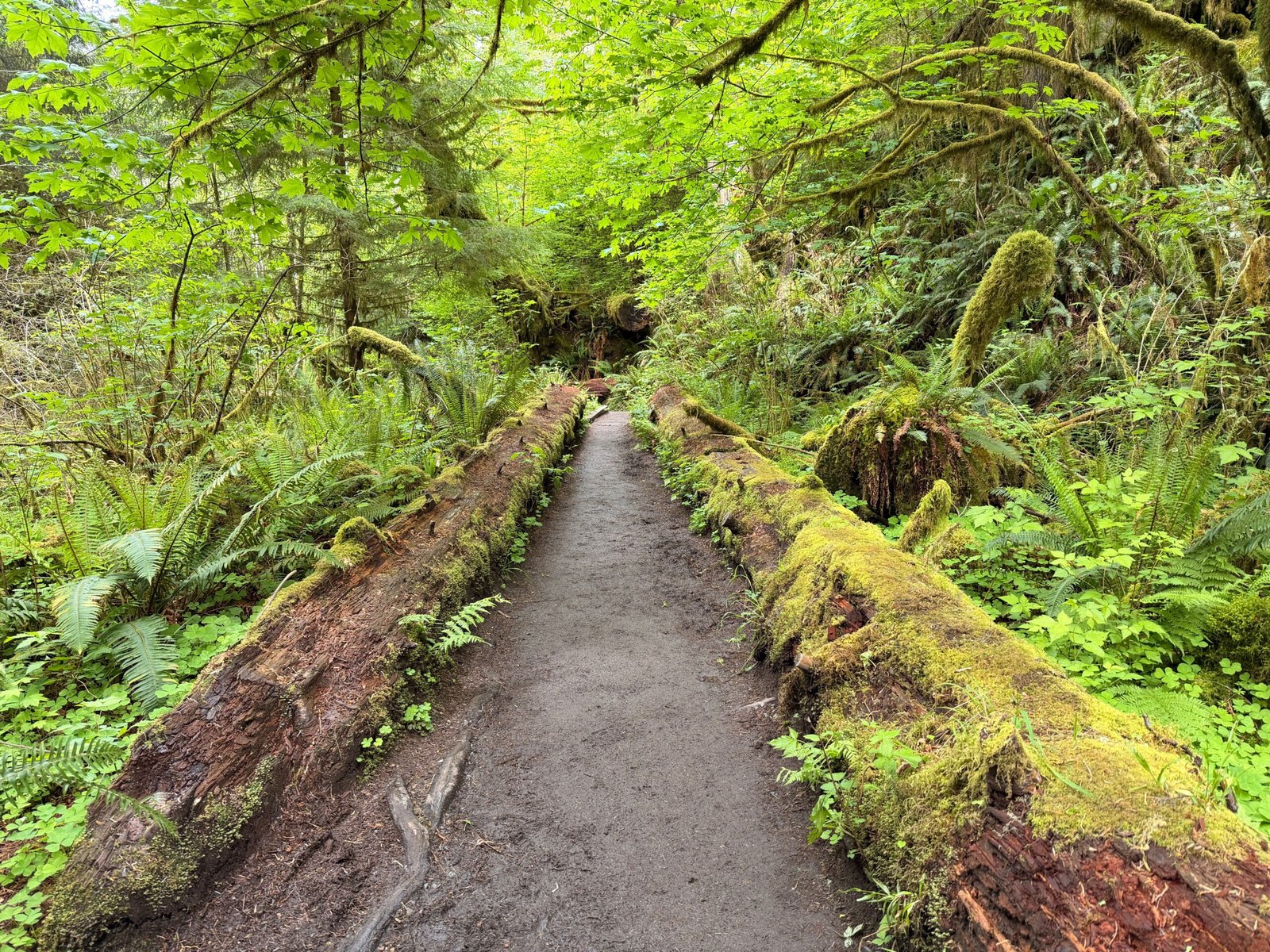 Take a scenic drive along the Olympic Discovery Trail