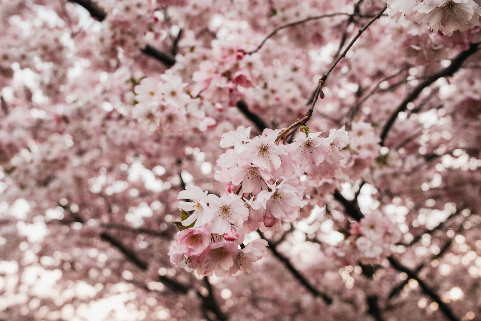 Take a stroll through Branch Brook Park, renowned for its cherry blossoms.