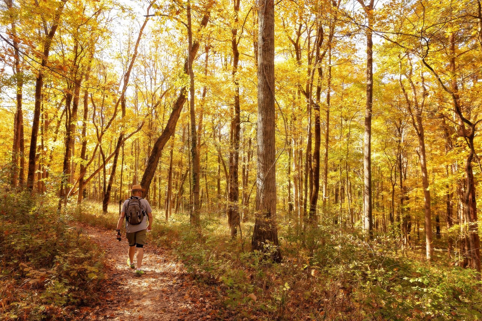 Explore the scenic trails at Pittsfield State Forest