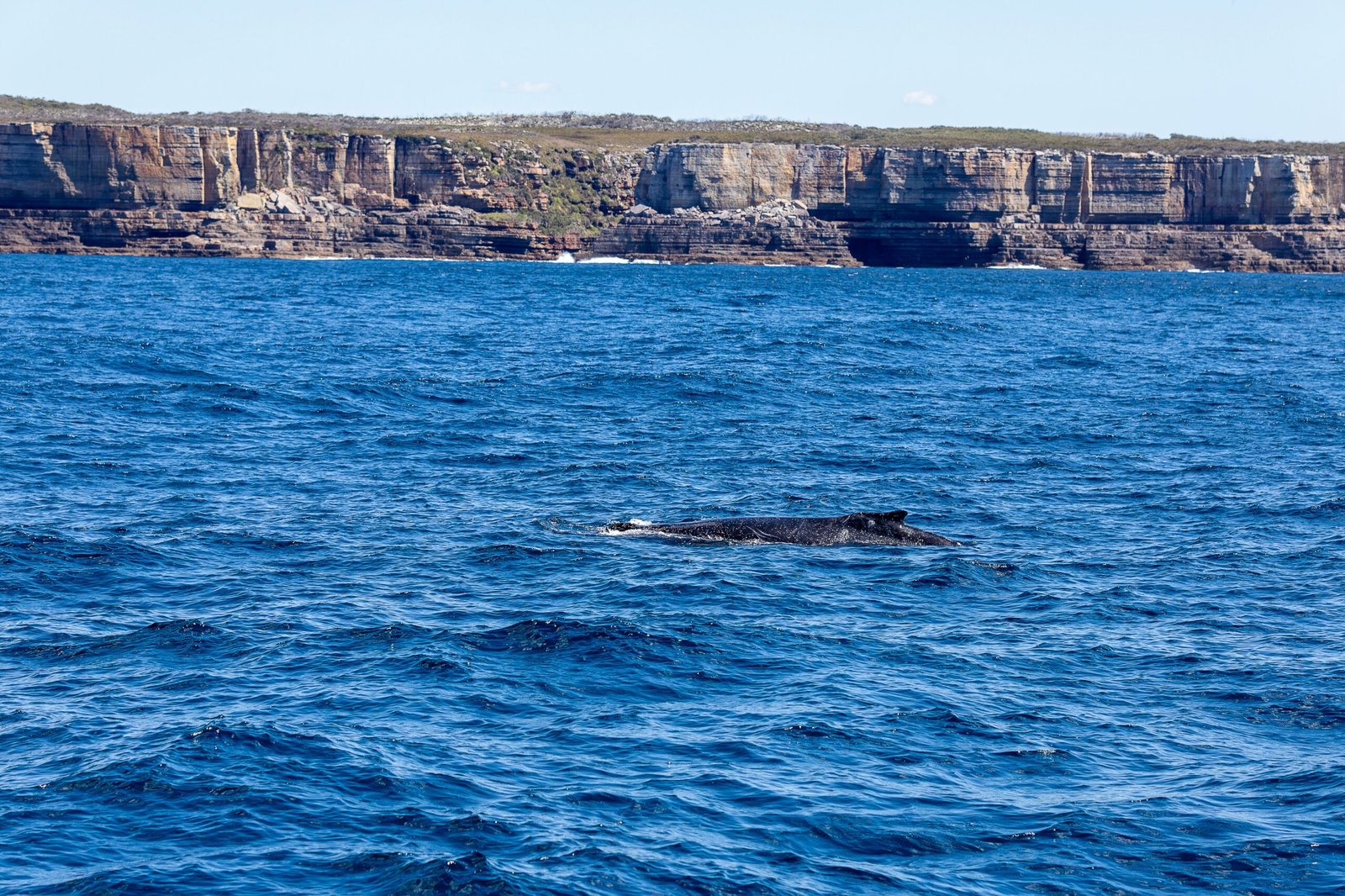 Participate in a whale-watching tour during the migration season