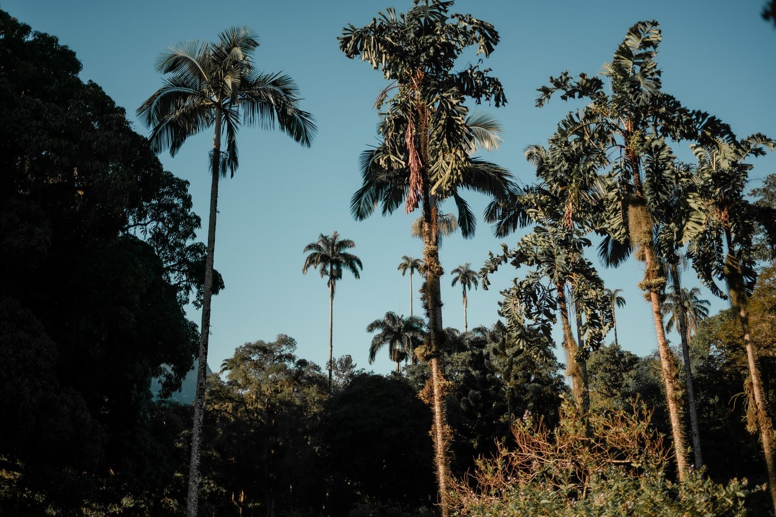 Discover the exotic flora at the Royal Palm Reserve
