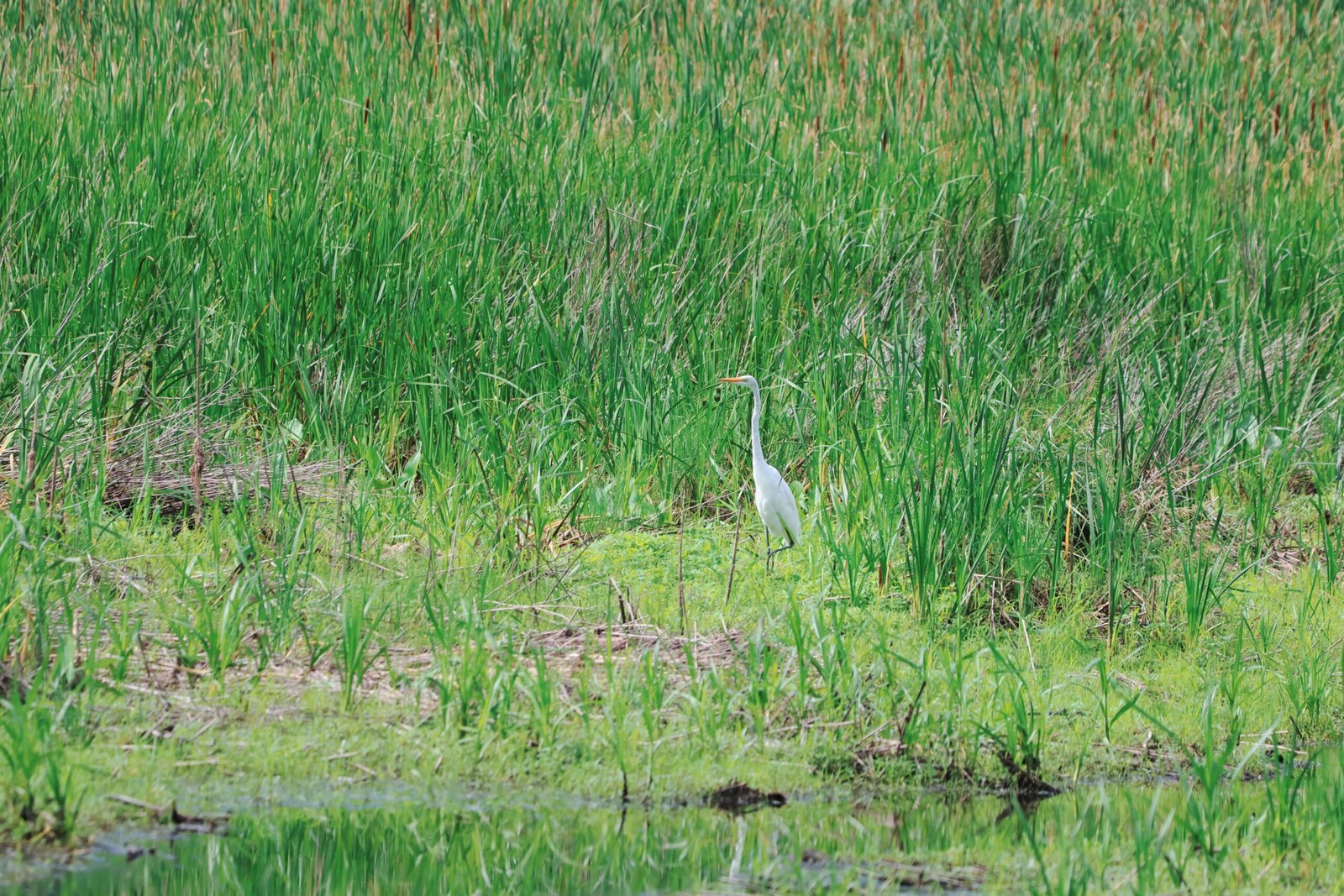 Experience the breathtaking scenery at the Kealia Pond National Wildlife Refuge