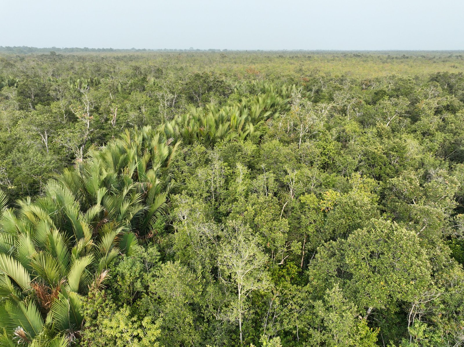 Explore the Valle de Mai Nature Reserve on Praslin Island, a UNESCO World Heritage Site.