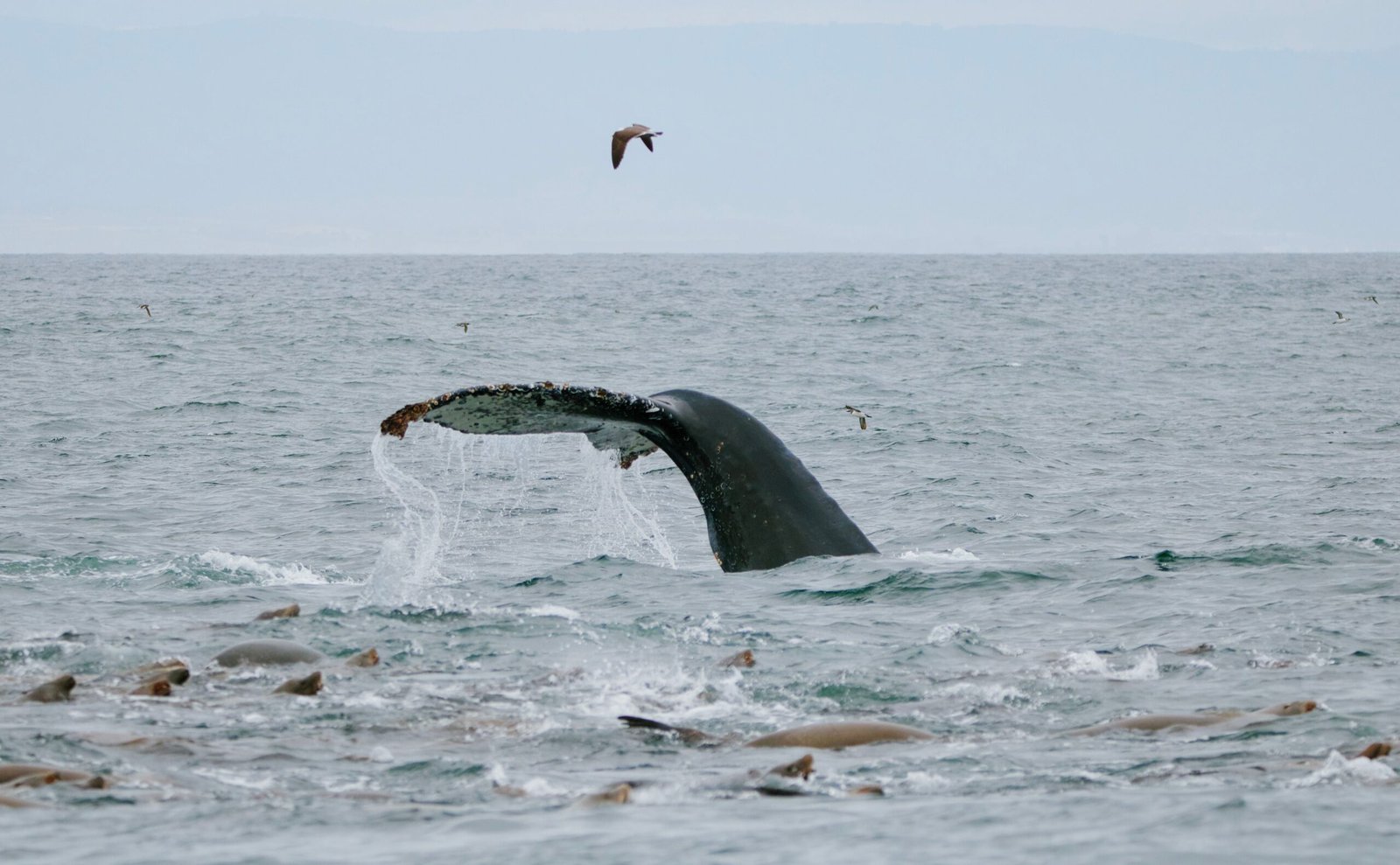 Enjoy whale watching tours in the Monterey Bay, especially during migration seasons.