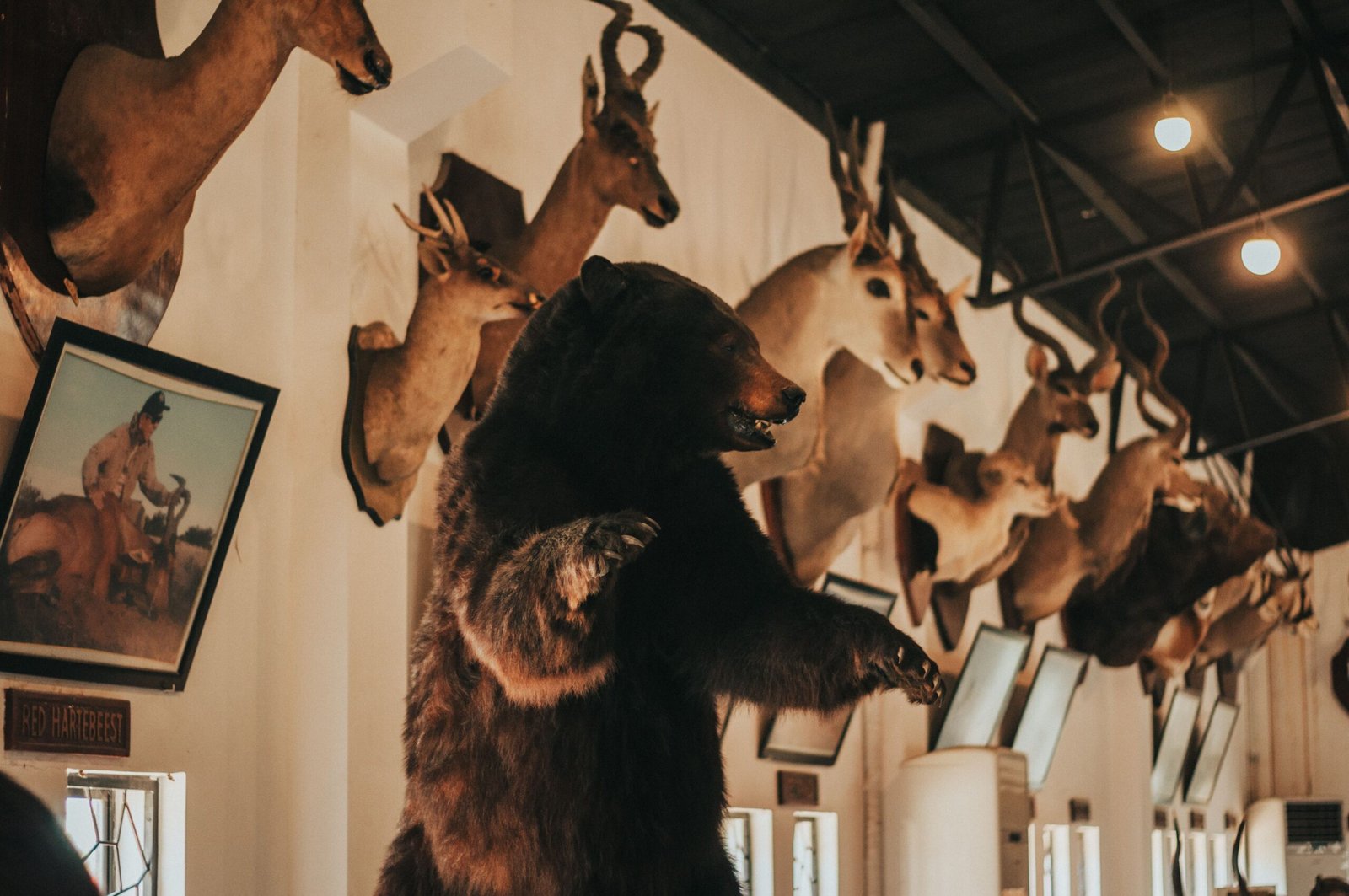 Experience the Wonders of Wildlife at the Missouri Town 1855 living history museum.