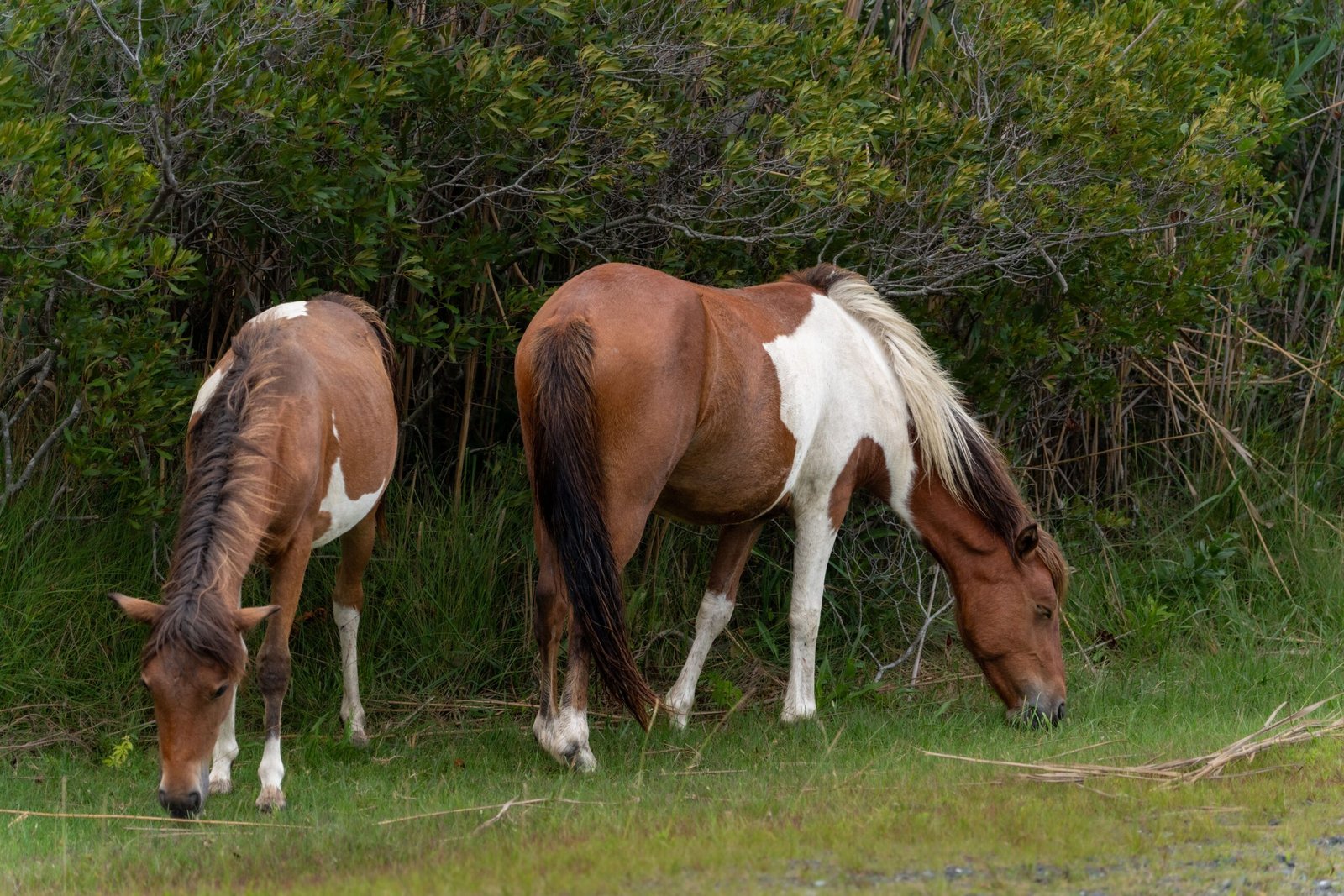 Take a wild horse tour in Corolla to see the famous Outer Banks mustangs.