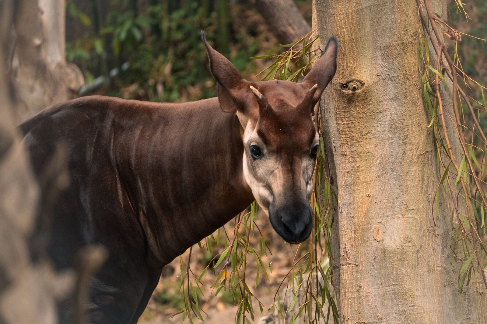 Visit the San Diego Zoo and marvel at the diverse wildlife.