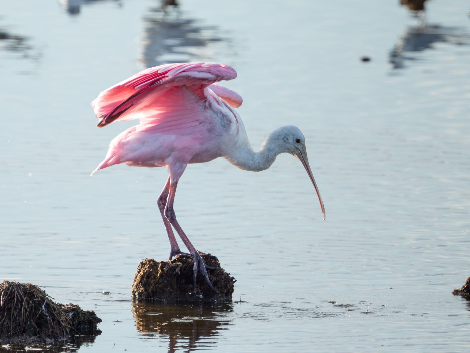Go birdwatching at the Wells National Estuarine Research Reserve.