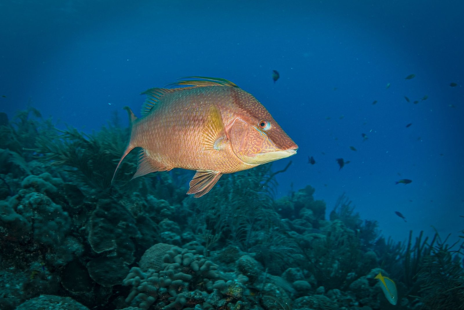 Snorkel at the John Pennekamp Coral Reef State Park in Key Largo