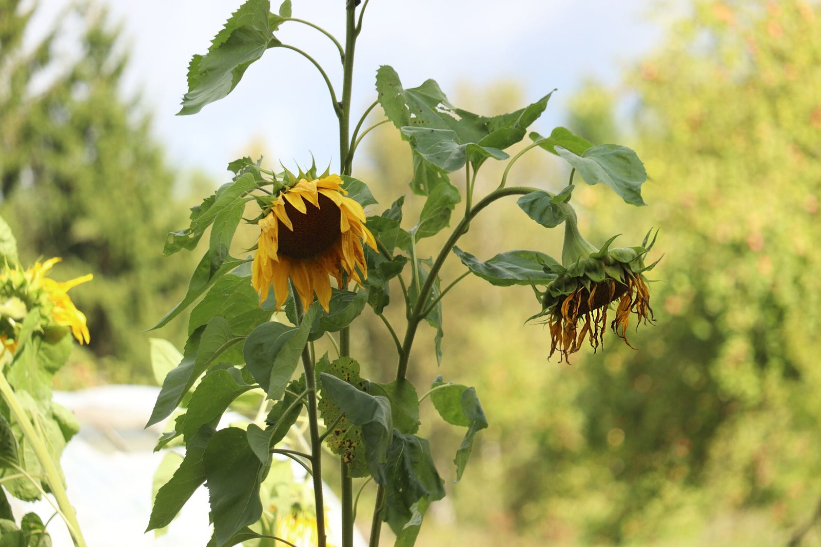 Stroll through the picturesque Luray Garden Club Gardens