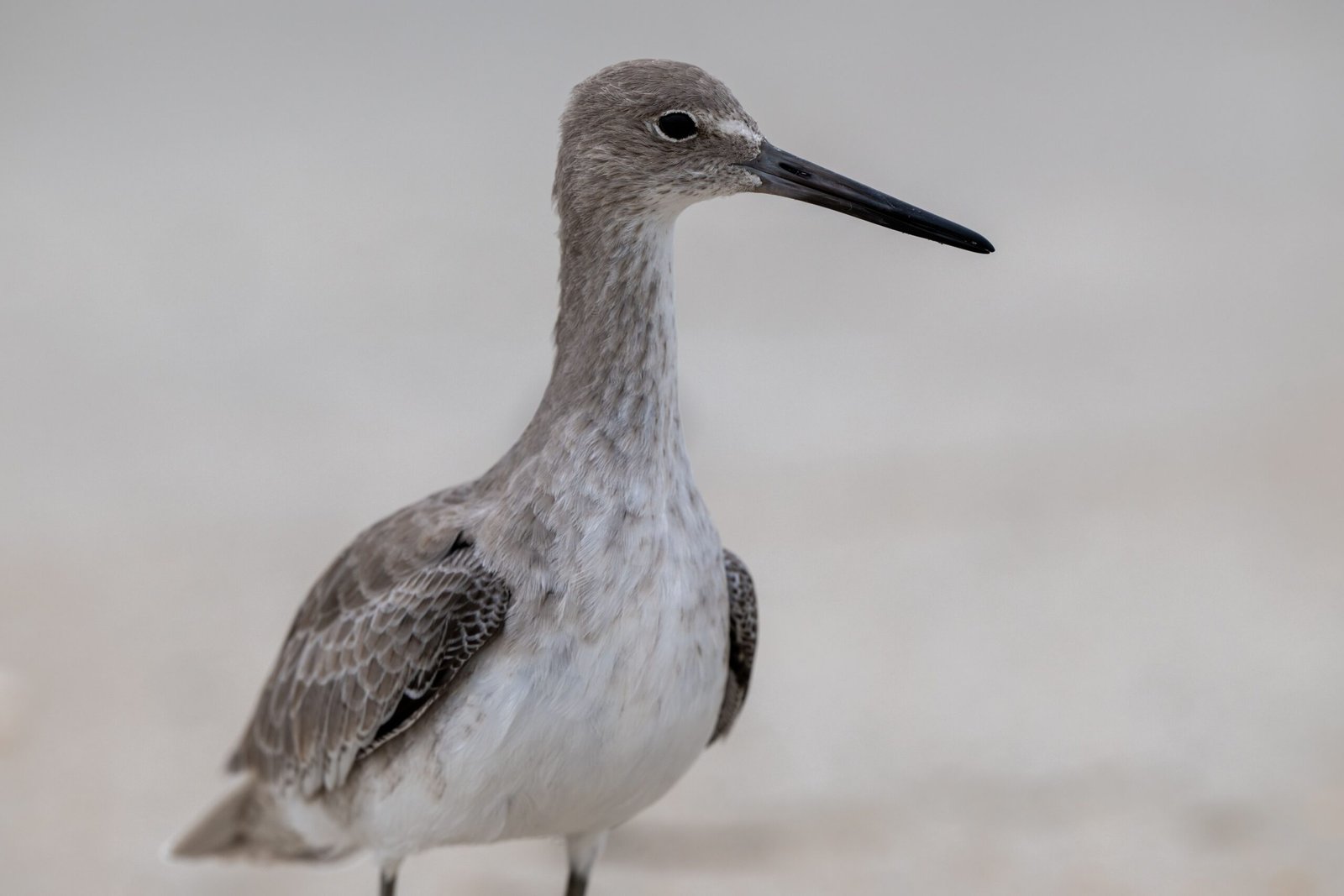 Explore the Carpinteria Salt Marsh Nature Park for birdwatching