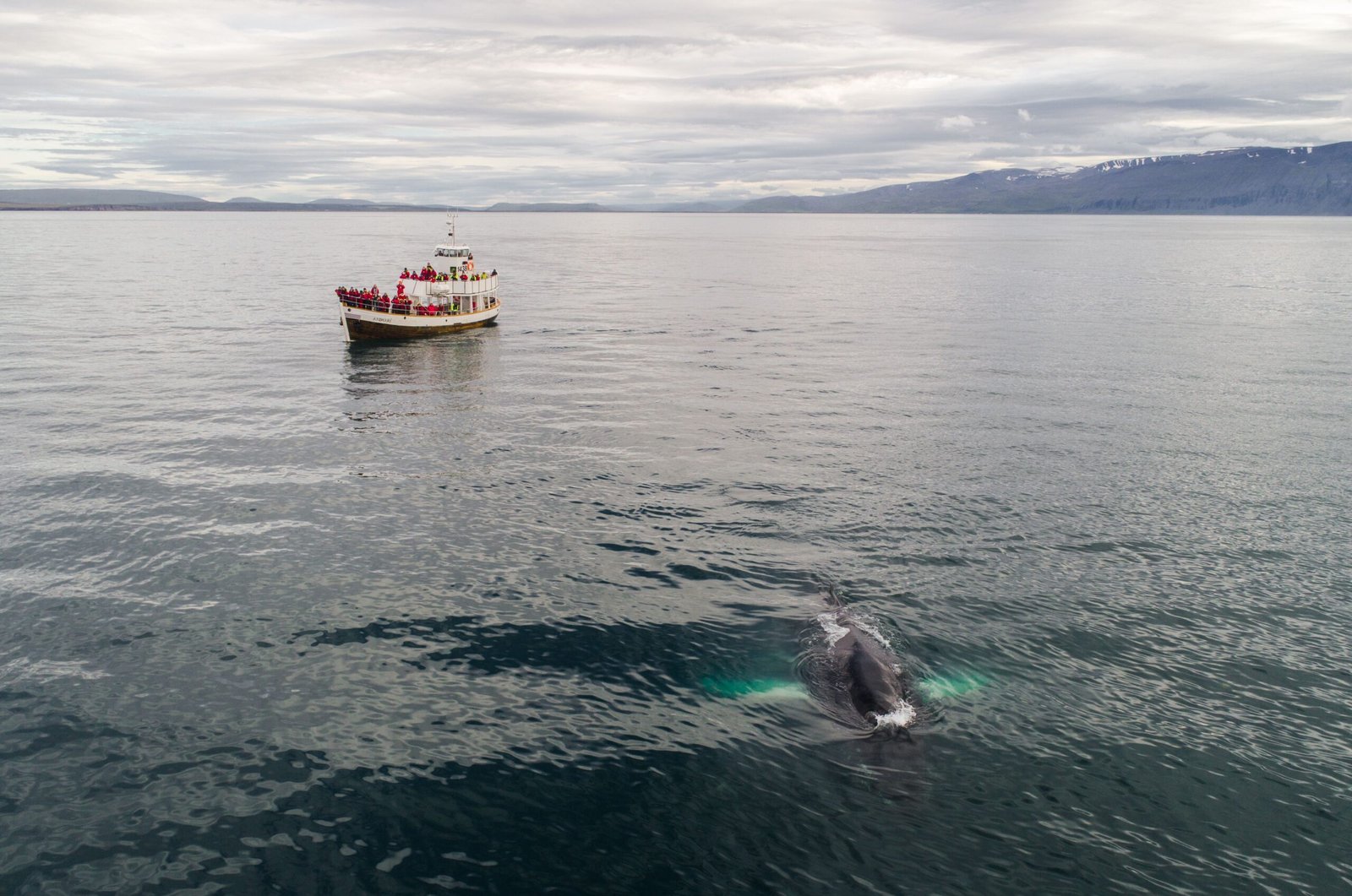 Go whale watching with Cap'n Fish's Cruises