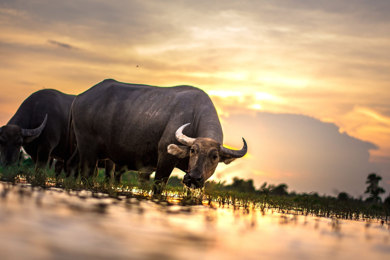 Take a sunset cruise on Buffalo Bayou