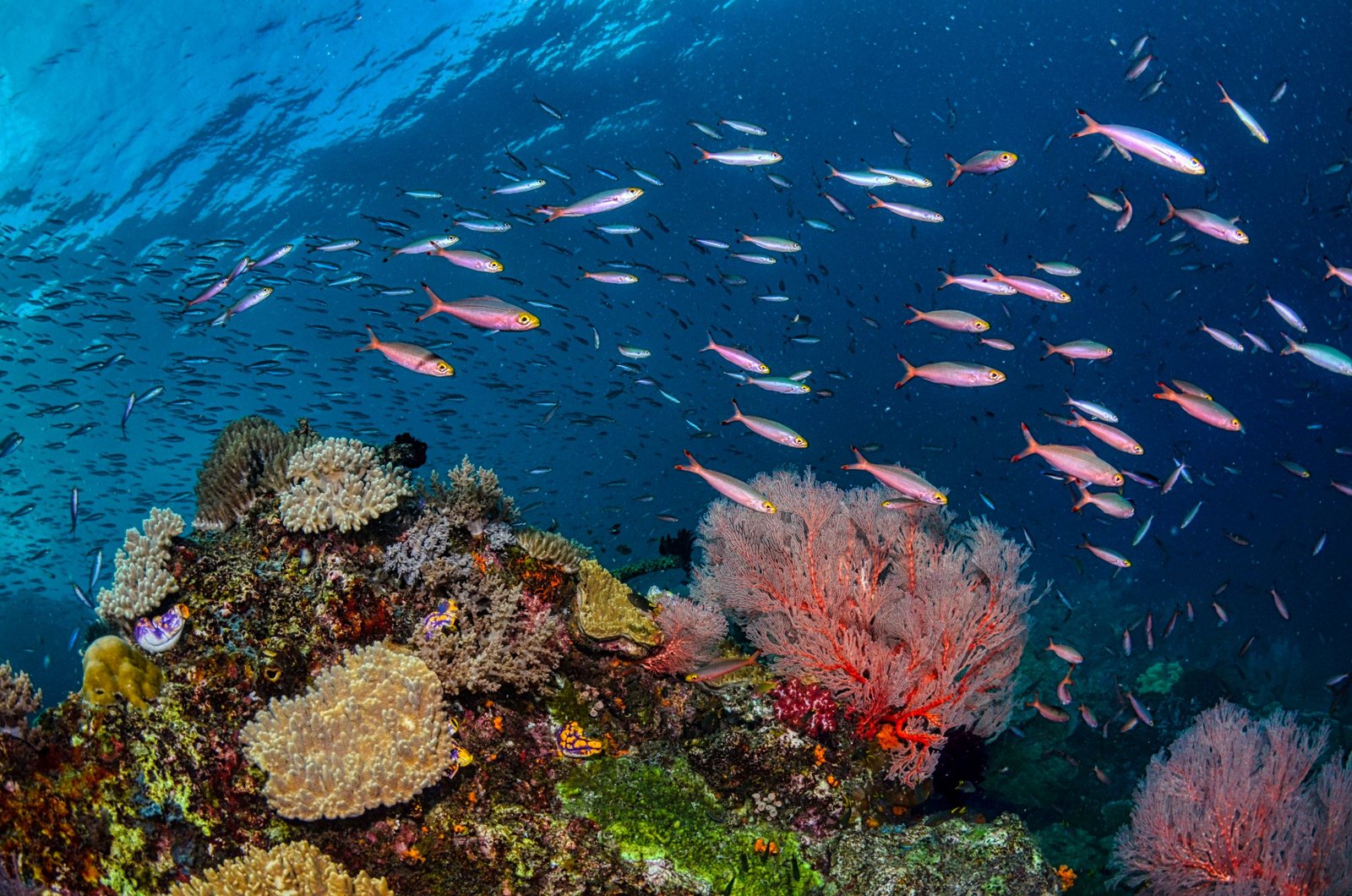 Discover the vibrant marine life while snorkeling in Raja Ampat