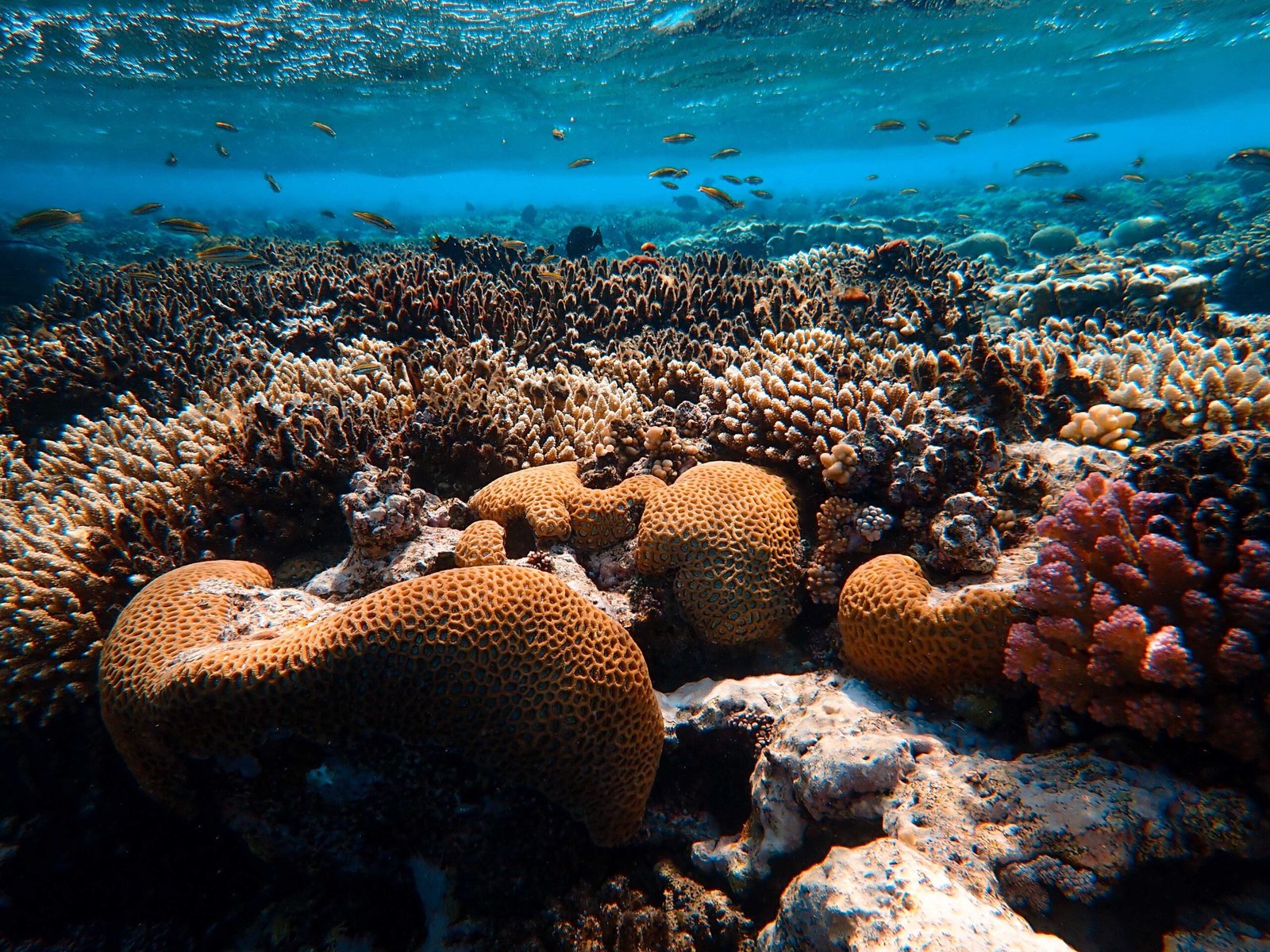 Discover the beautiful coral reefs at Banco Chinchorro.