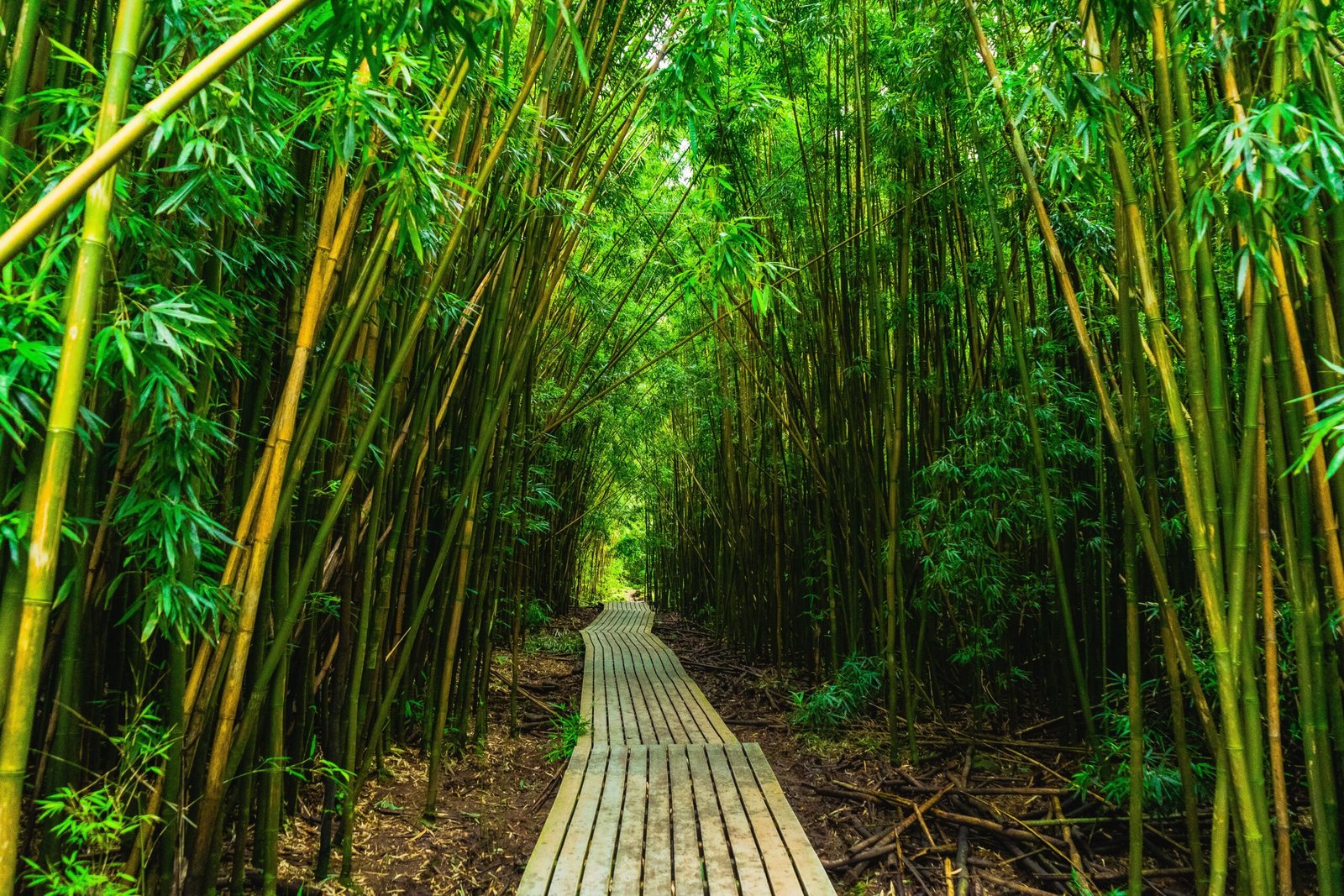 Hike the Pipiwai Trail to see the stunning Waimoku Falls in Haleakalā National Park.