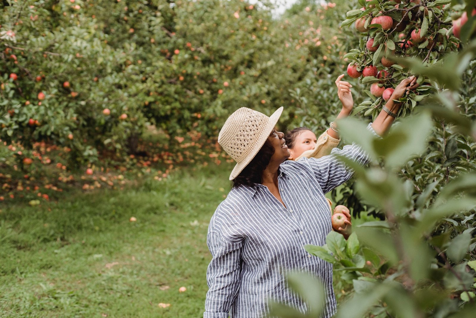 Enjoy apple picking at Triple B Farm