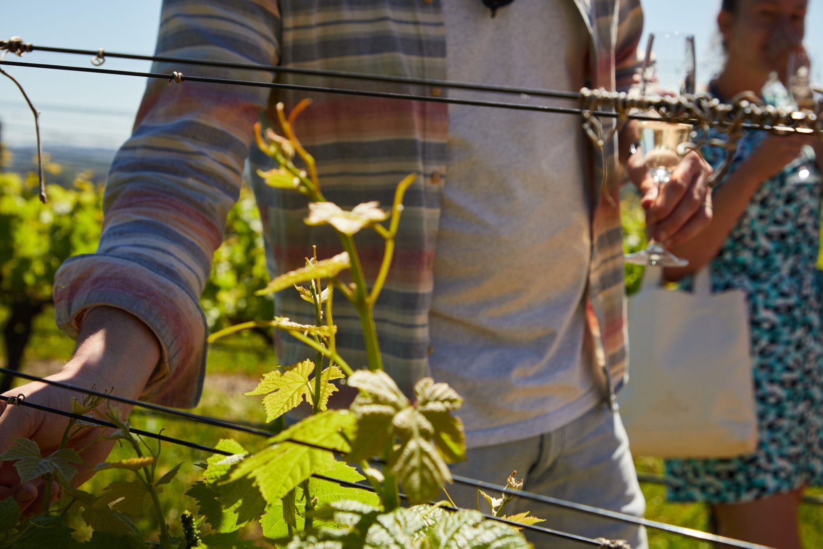 Explore the scenic Yakima Valley Wine Country with a wine tasting tour.