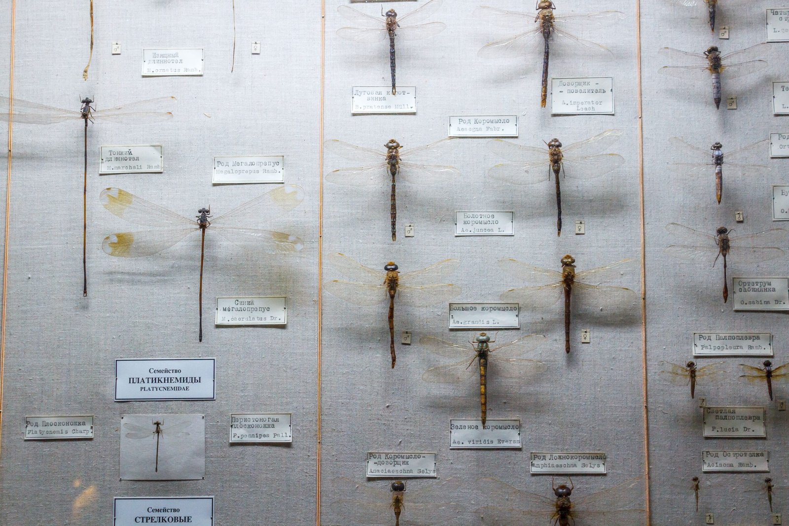 Discover the history at the Red Wing Museum