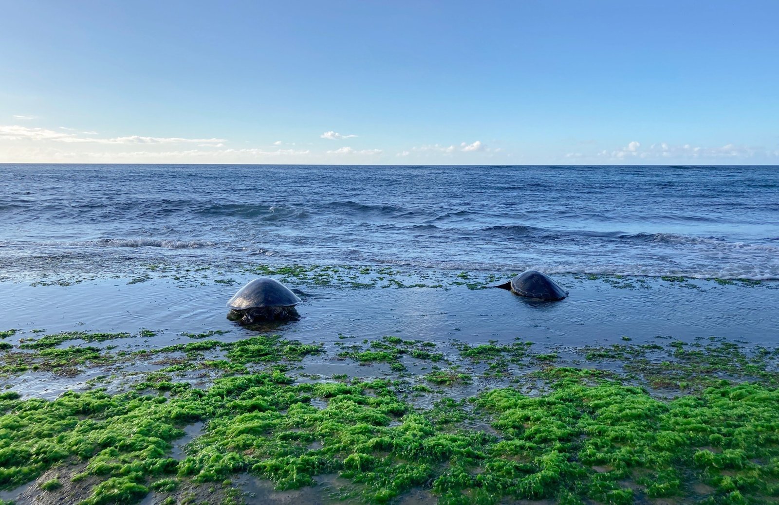 Visit the scenic Ho'okipa Beach Park to watch the surfers and sea turtles.