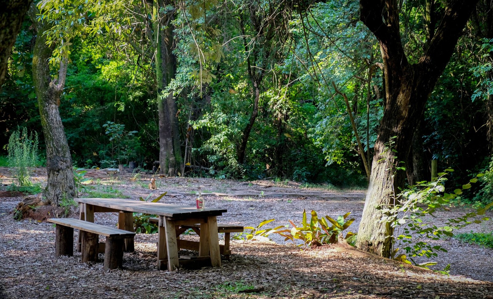 Stroll through the beautiful Houston Arboretum & Nature Center