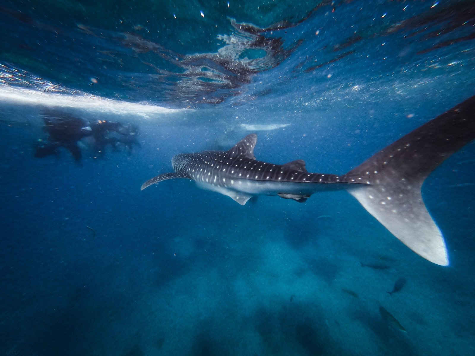 Dive with whale sharks in the waters surrounding Utila, accessible from Roatan.