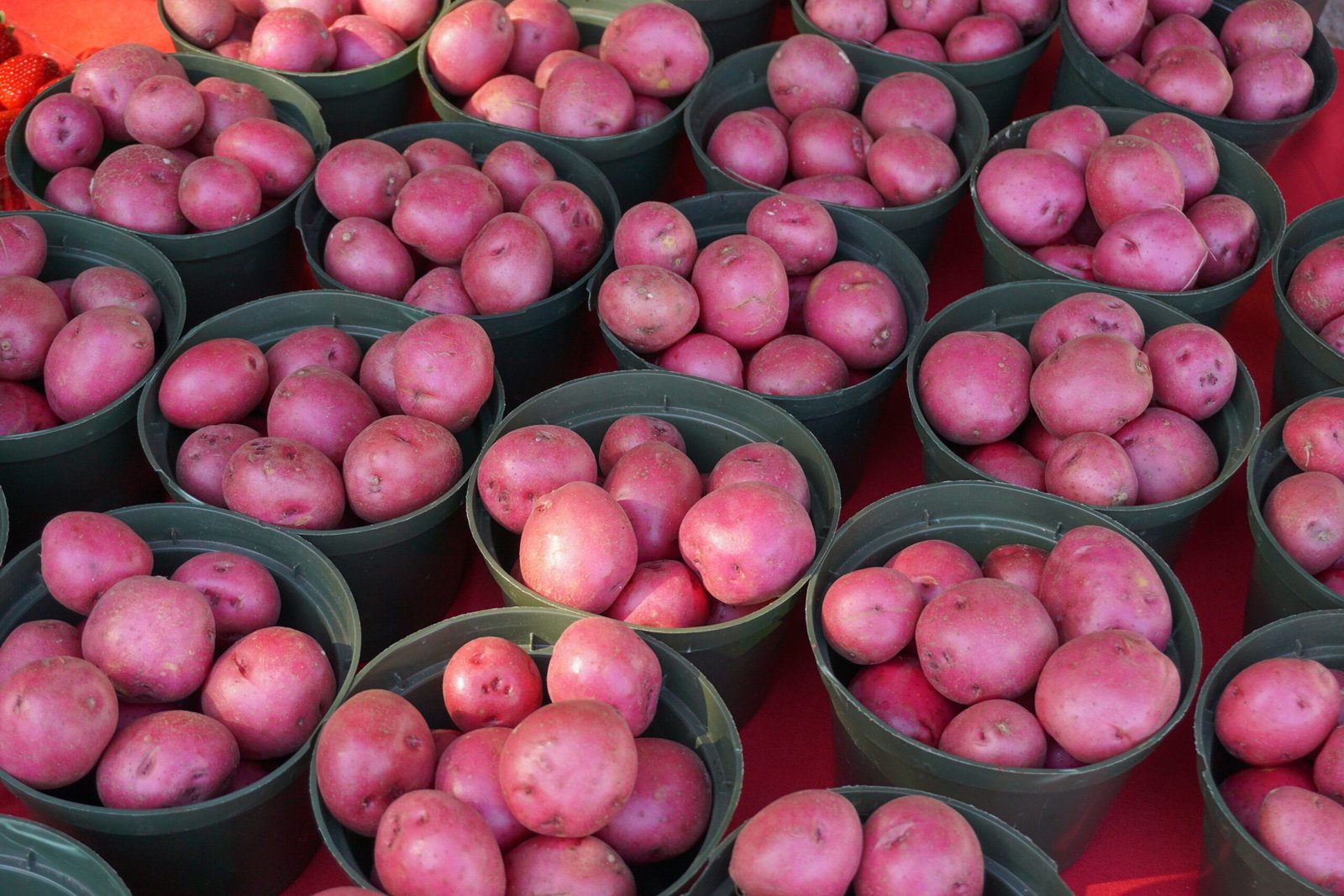 Discover local flavors at the St. Joseph Farmers Market