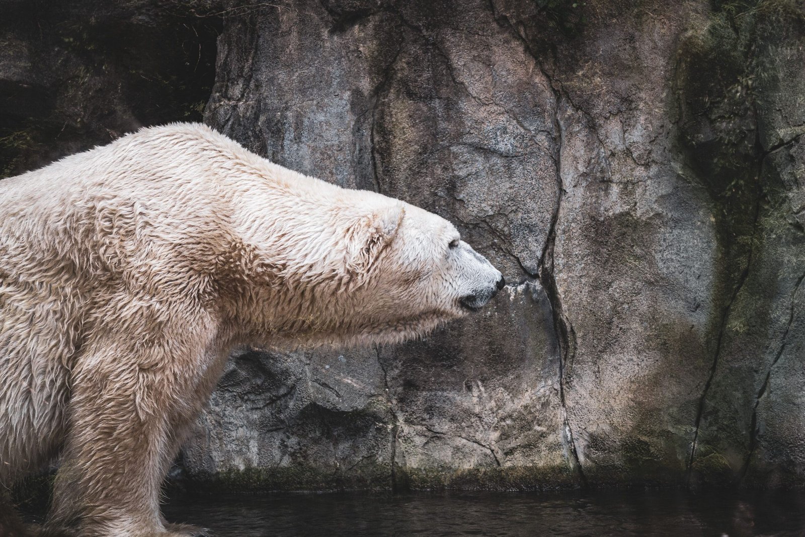 Stroll through the beautiful Cincinnati Zoo & Botanical Garden (free admission days)