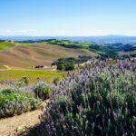 things to do in paso robles