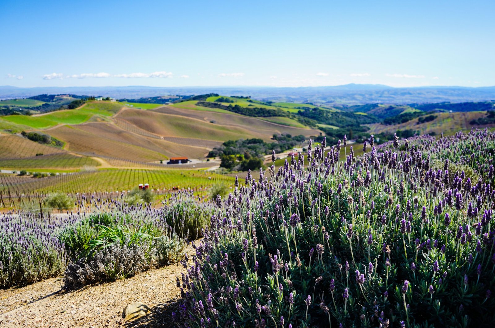 things to do in paso robles