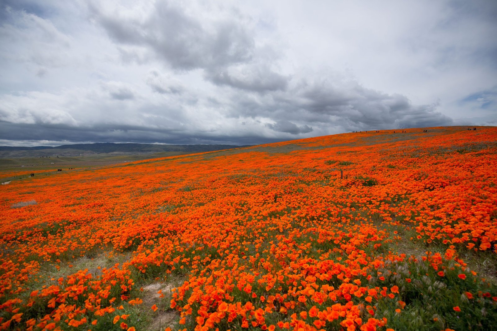 Visit the Antelope Valley California Poppy Reserve to see stunning wildflower blooms.