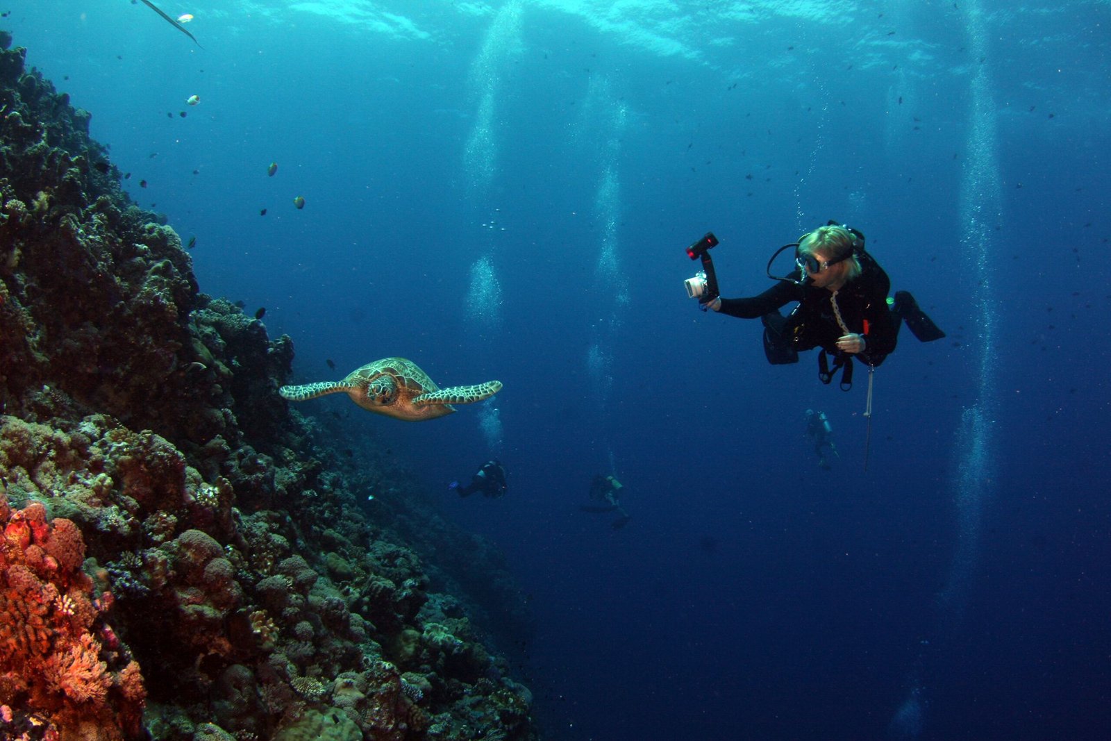 Go diving at the famous Columbia Reef