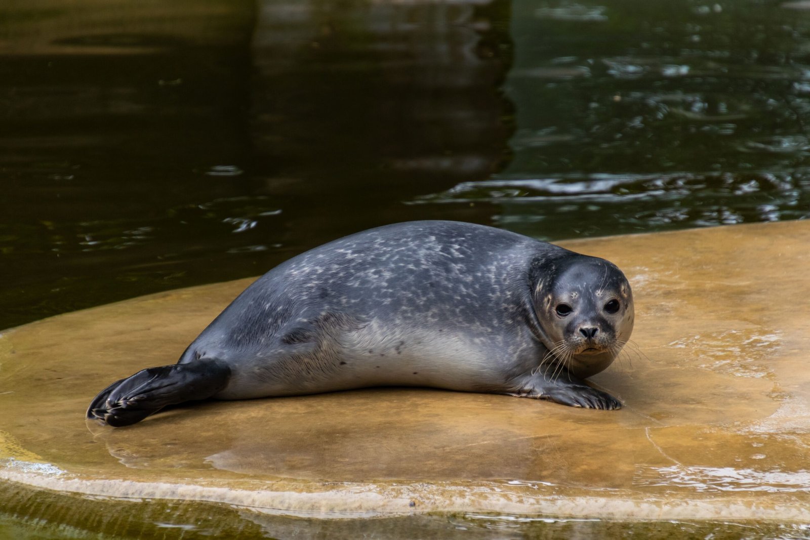 Visit the Gulfarium Marine Adventure Park to see marine life up close.
