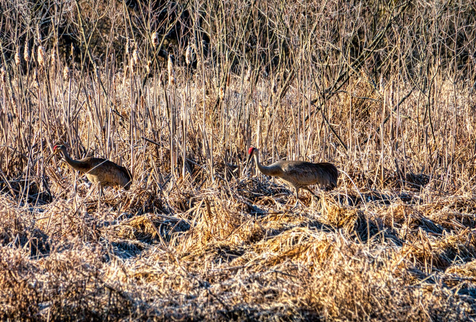 Explore the stunning landscapes at Creamer’s Field Migratory Waterfowl Refuge.