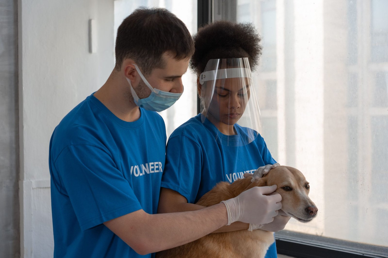 Volunteer at an animal shelter to help care for furry friends.