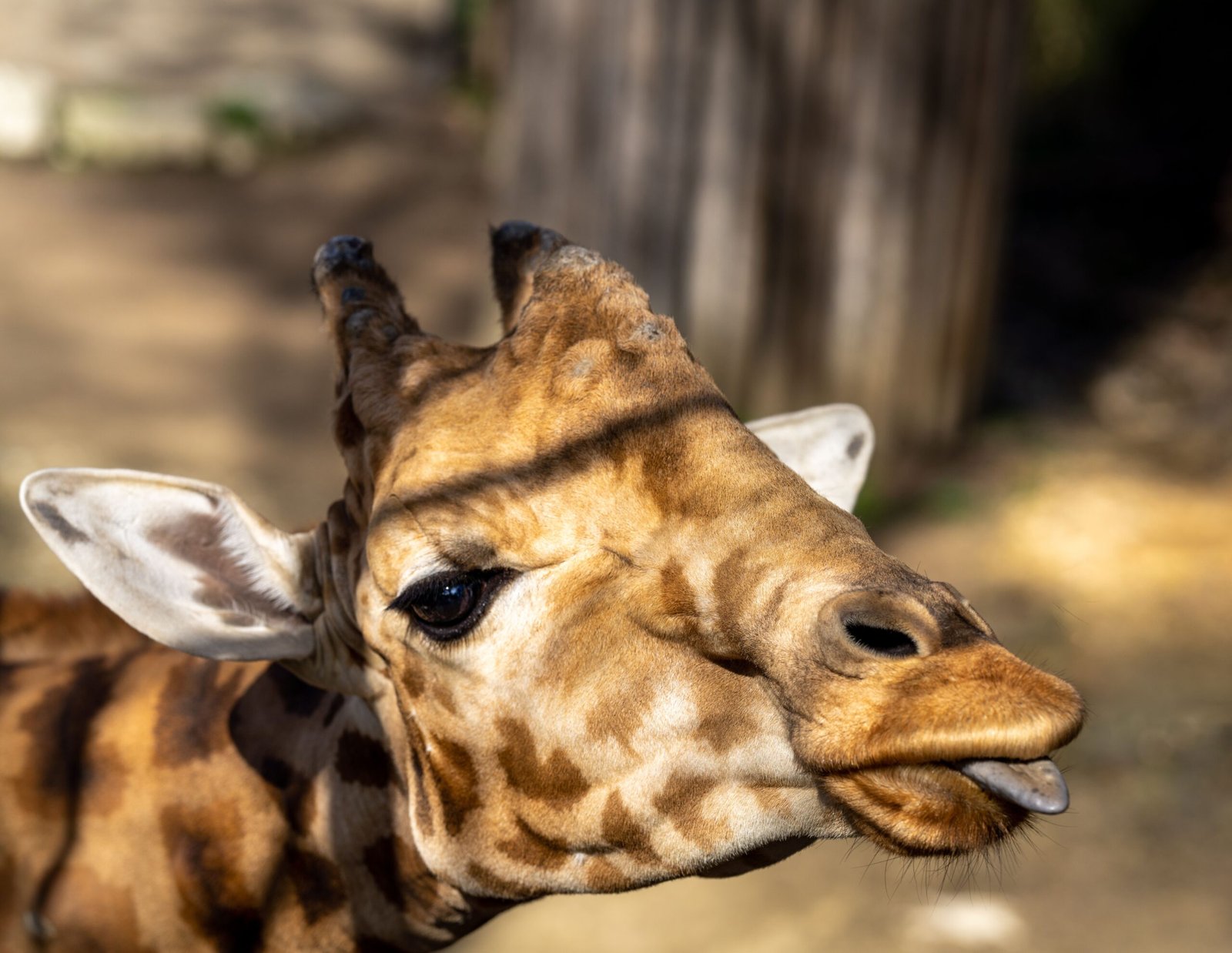 Enjoy a day at the Minot Zoo, featuring a variety of exotic animals.
