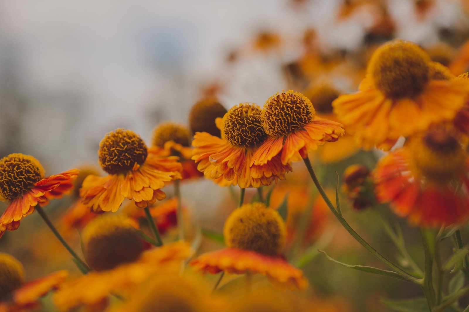 Stroll through the Pittsburgh Botanic Garden’s Autumn Bloom