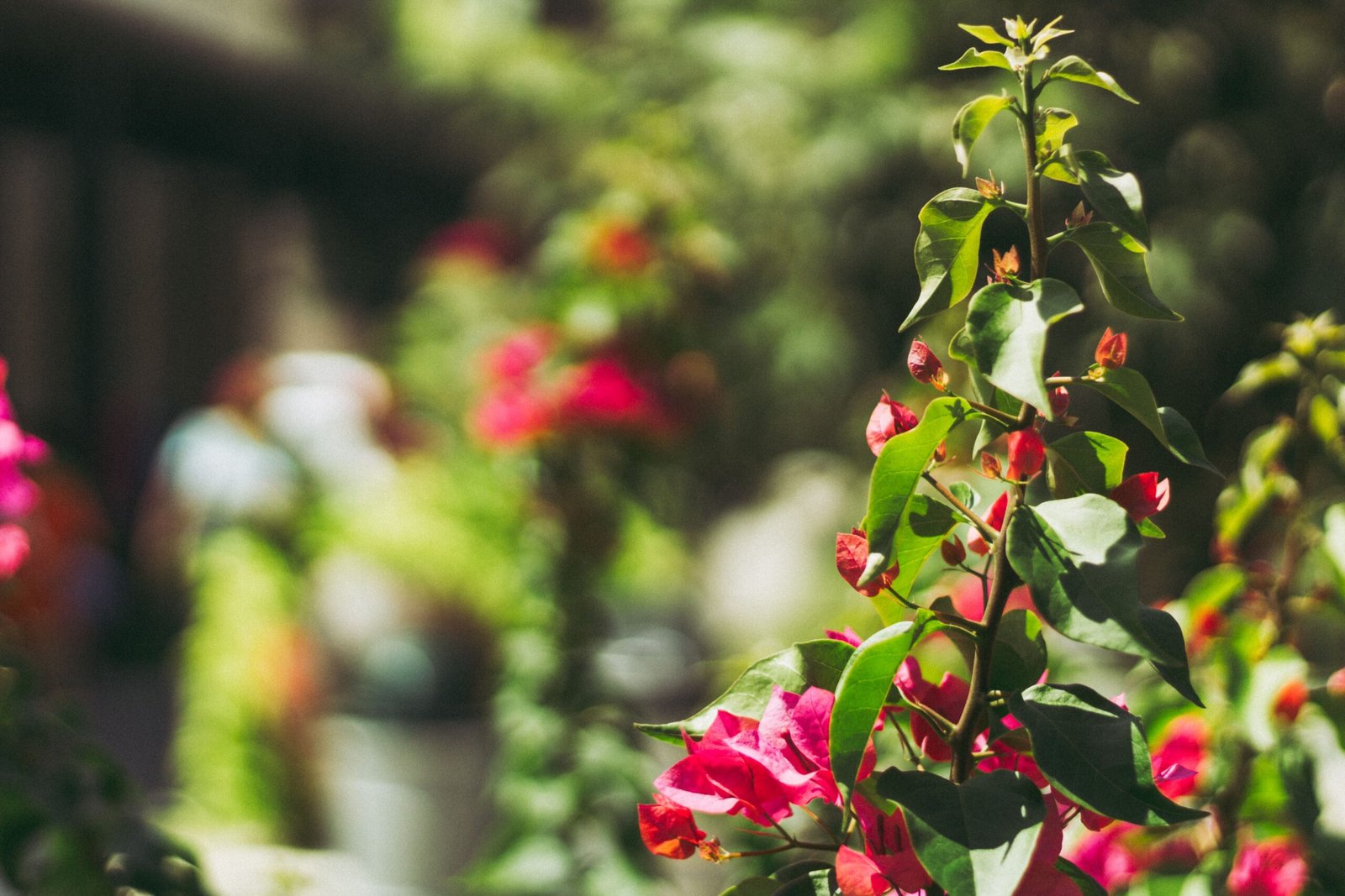 Explore the beautiful gardens at the San Antonio Botanical Garden, perfect for a leisurely walk.