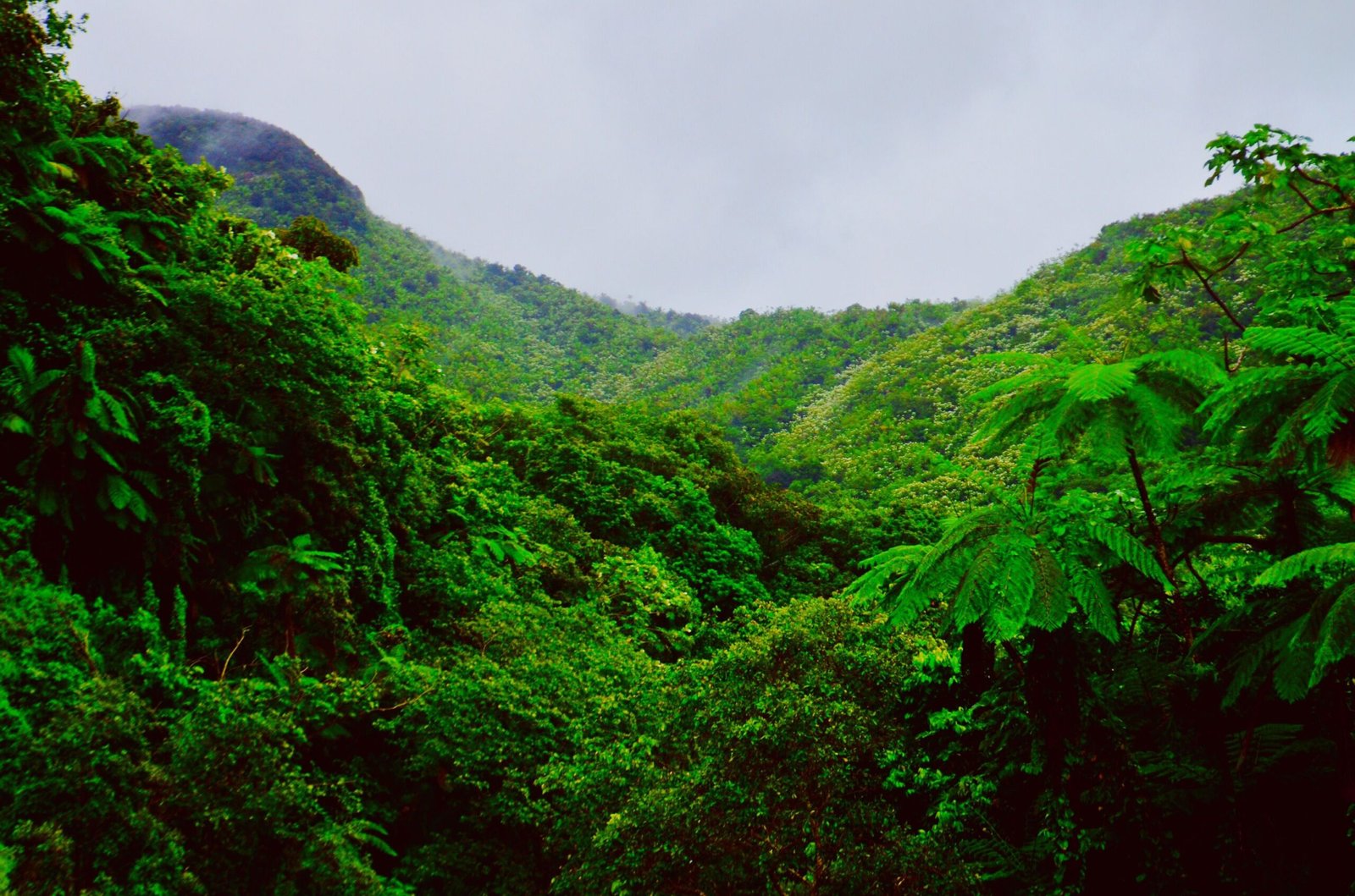Visit El Yunque National Forest for a family-friendly hike to La Mina Falls.