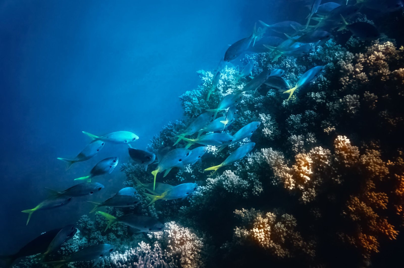 Discover the wonders of the Belize Barrier Reef with a diving excursion.