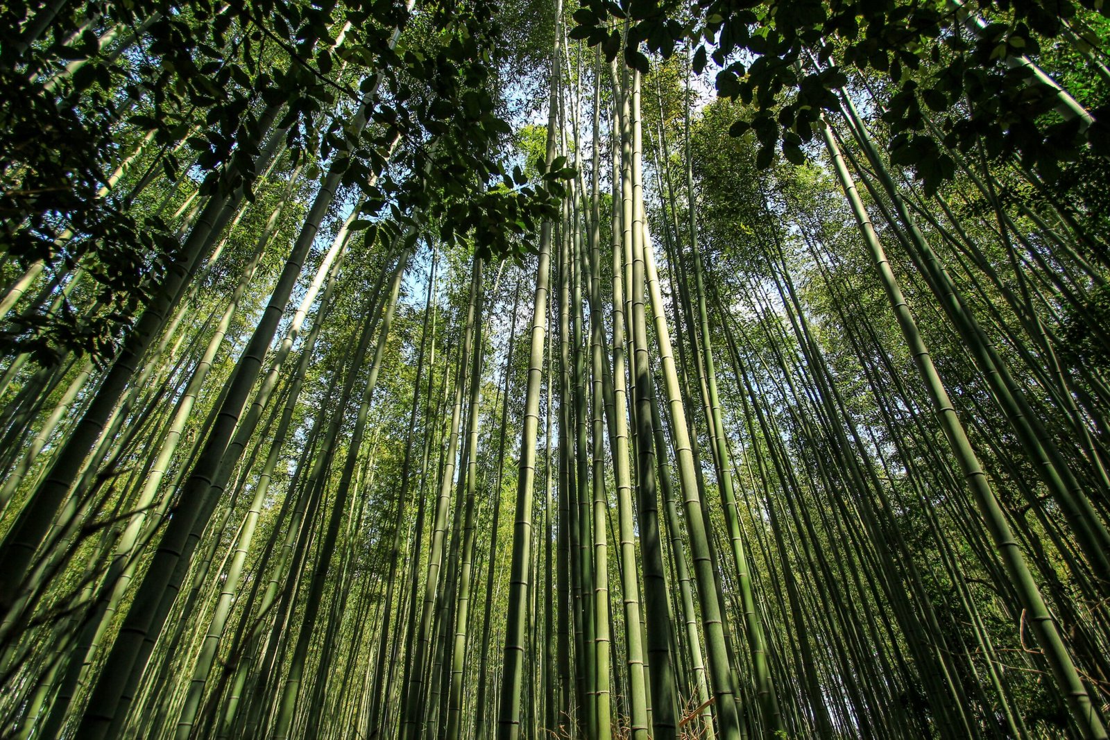 Take a stroll through the beautiful Arashiyama Bamboo Grove in Kyoto.