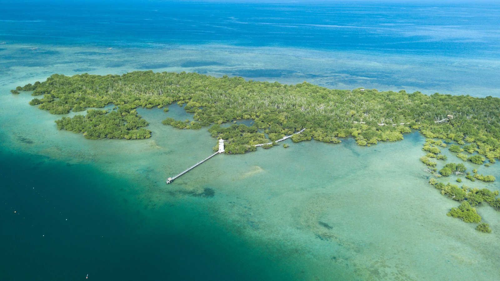 Discover marine life at the Naples Conservancy and Rookery Bay National Estuarine Research Reserve.