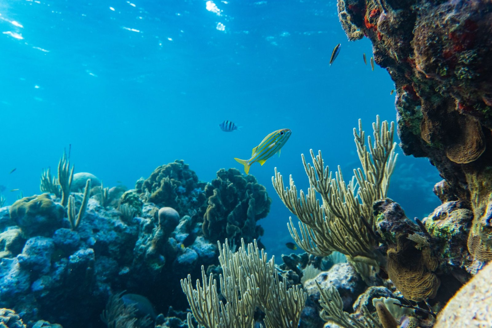 Snorkel at the breathtaking coral reefs of Bloody Bay