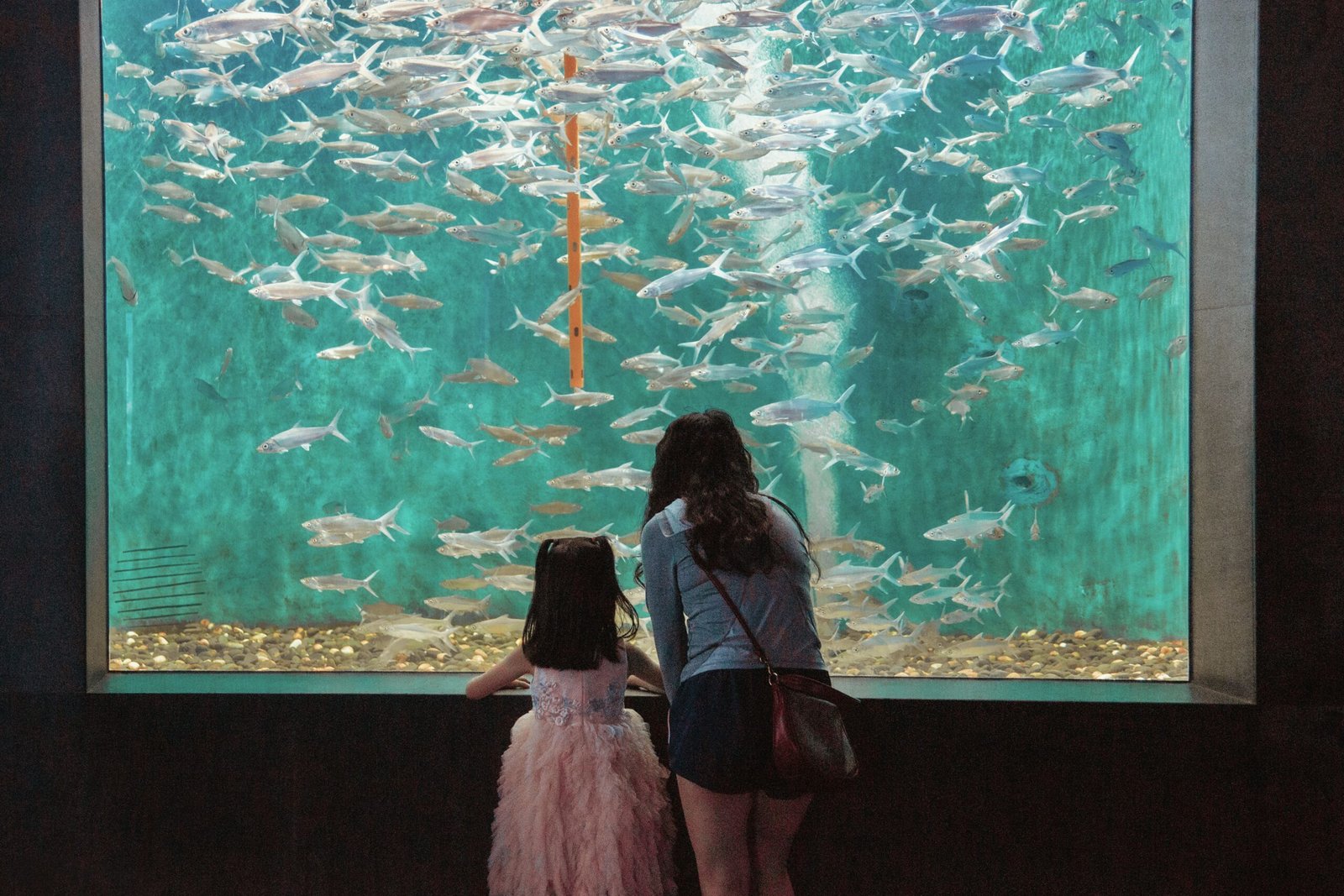 Discover the underwater world at the Pattaya Aquarium