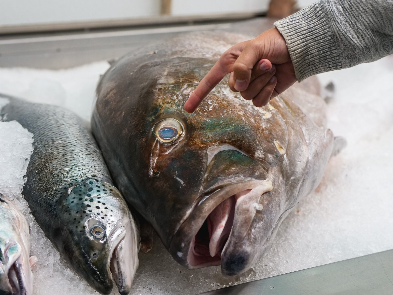 Try the fresh seafood at Point Loma Seafoods.