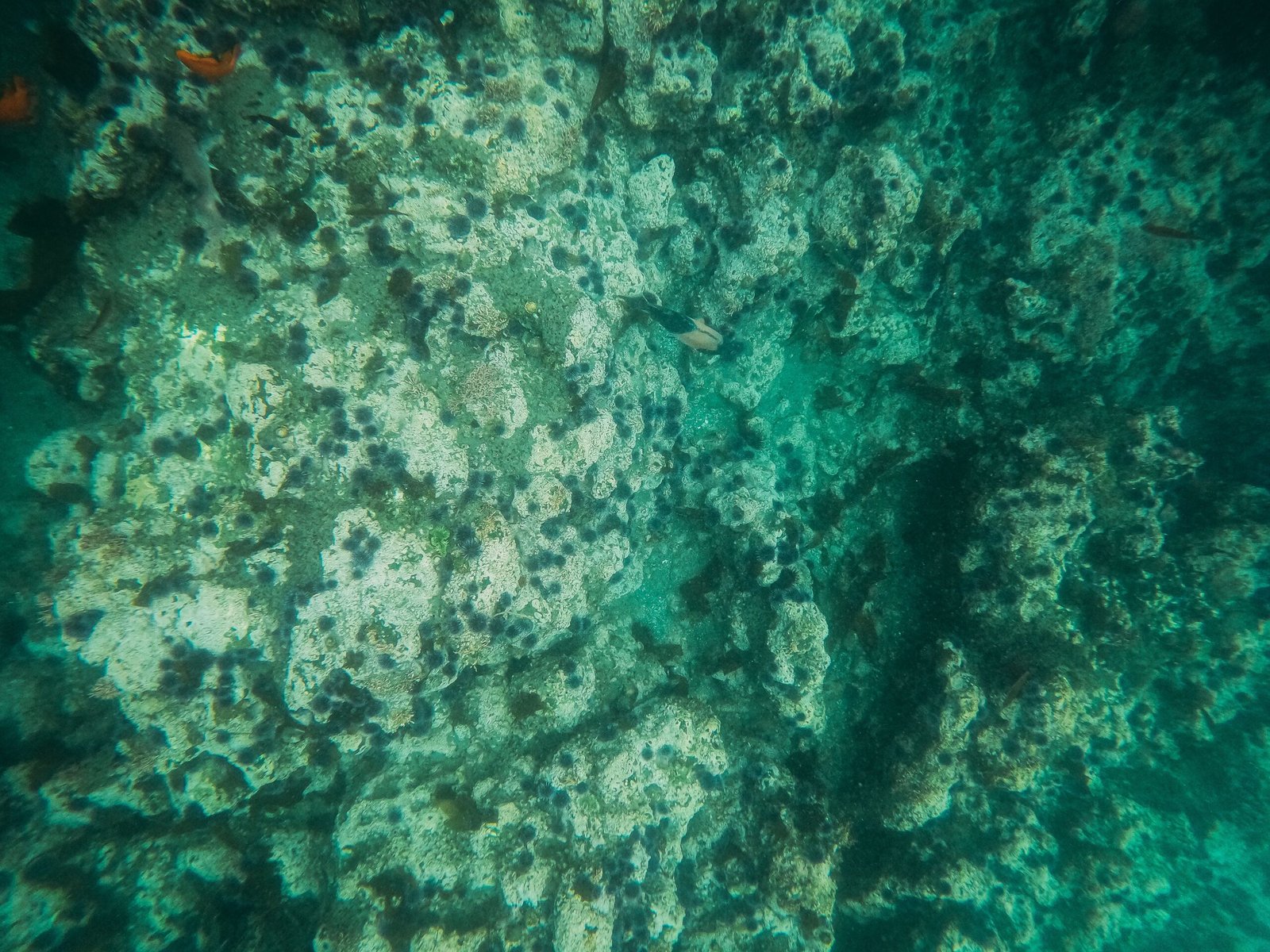 Discover the rich marine life at Smuggler's Cove
